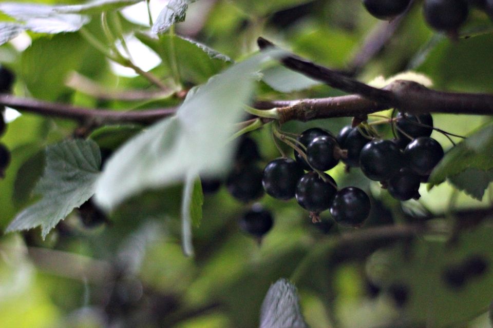 BLACK CURRANT BROWNIE