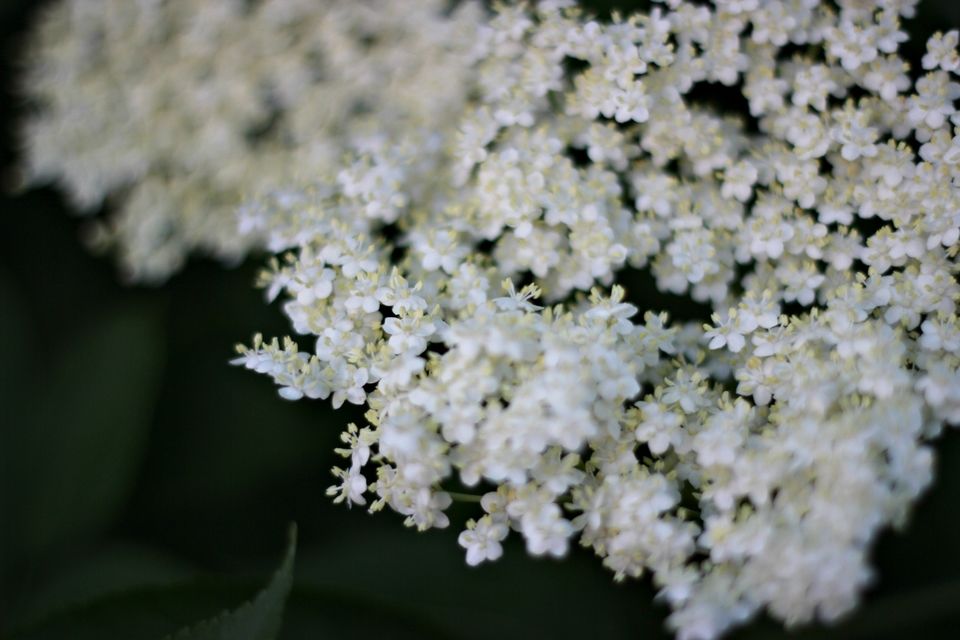 ELDERFLOWER CUPCAKES WITH LEMON MERINGUE FROSTING