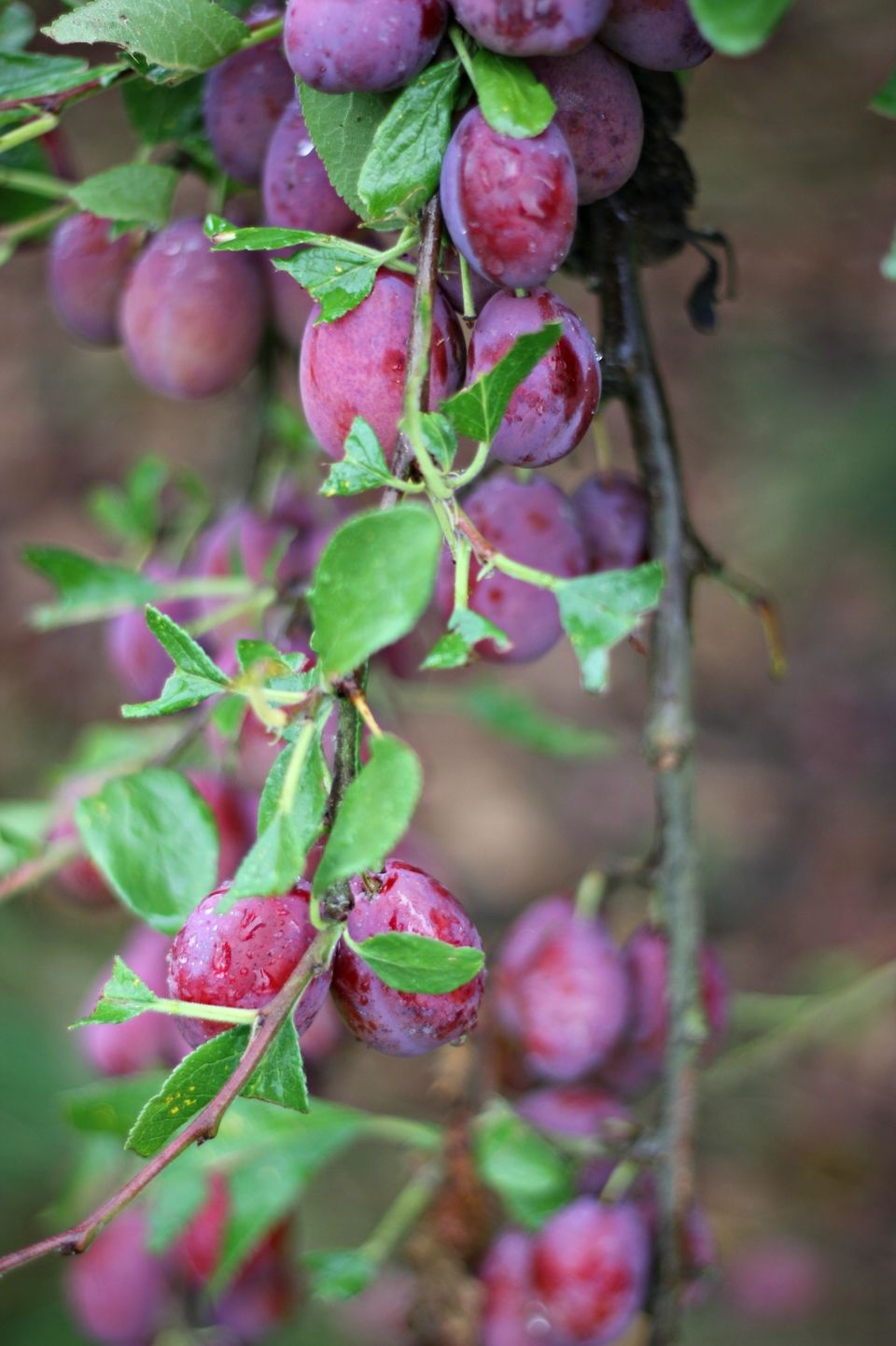 PLUM MARZIPAN CAKE