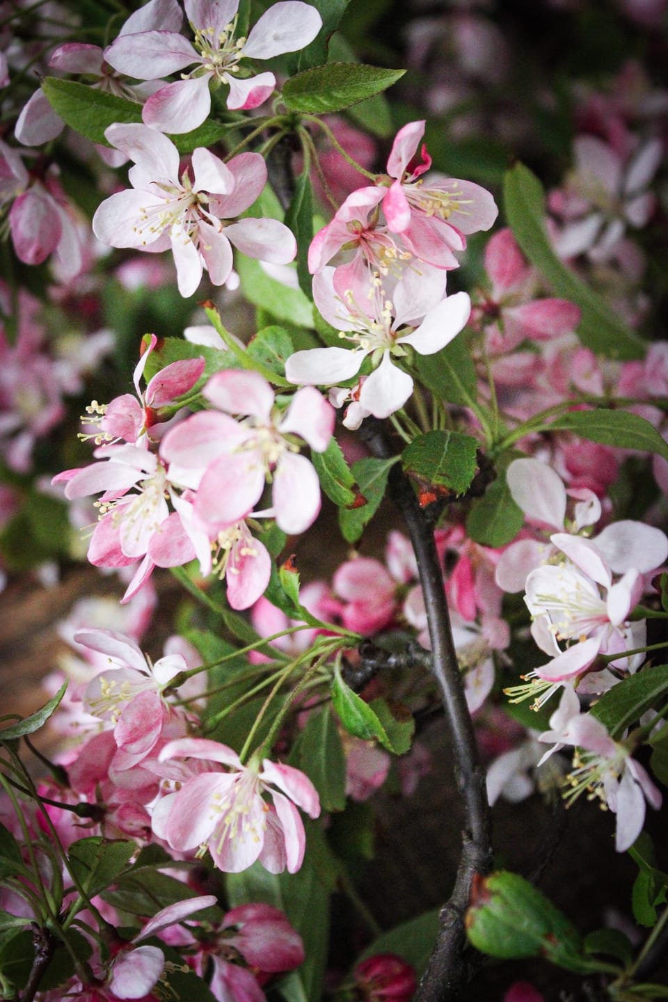 RASPBERRY CARAMELIZED WHITE CHOCOLATE TART